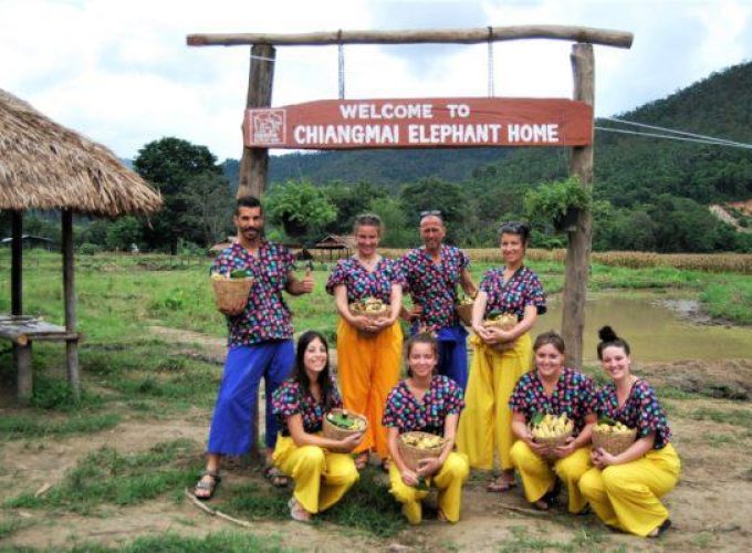 Experience @Chiangmai Elephant home (No Riding) Full Day